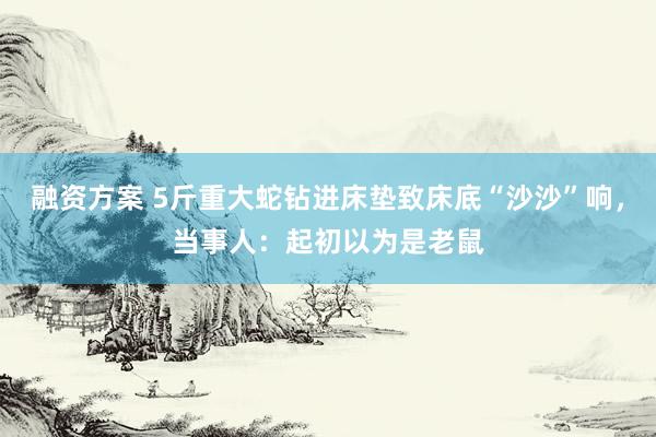 融资方案 5斤重大蛇钻进床垫致床底“沙沙”响，当事人：起初以为是老鼠